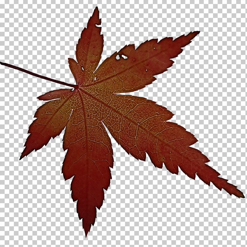 Maple Leaf PNG, Clipart, Carrot, Cooking Banana, Cuisine, Fruit, Grape Leaves Free PNG Download