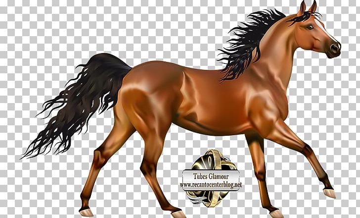 Morgan Horse Arabian Horse Pony Andalusian Horse PNG, Clipart, Andalusian Horse, Animal Figure, Arabian Horse, Black, Bridle Free PNG Download