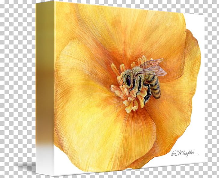 Still Life Photography Honey Bee Gallery Wrap PNG, Clipart, Art, Bee, Canvas, Curtain, Douchegordijn Free PNG Download