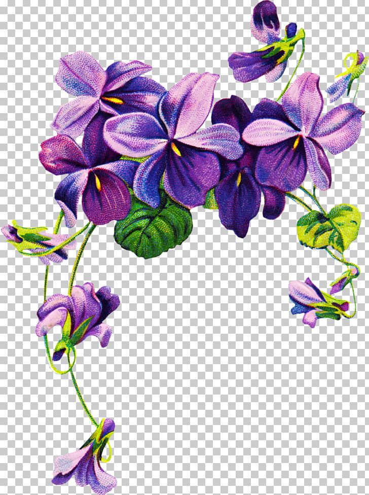 Sweet Violet African Violets Purple PNG, Clipart, African Violets, Clip Art, Cut Flowers, Drawing, Flora Free PNG Download