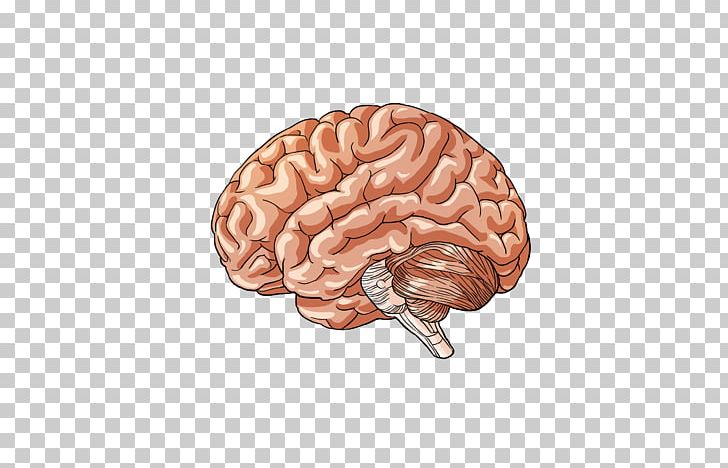 The Female Brain Human Body Human Brain PNG, Clipart, Body Human, Brain, Cerebral Cortex, Diagram, Female Brain Free PNG Download