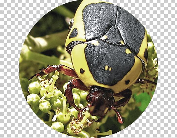 Weevil Intaka Island Beetle California Correctional Peace Officers Association CalPERS PNG, Clipart, Animals, Arthropod, Beetle, Bird, Bird Hide Free PNG Download