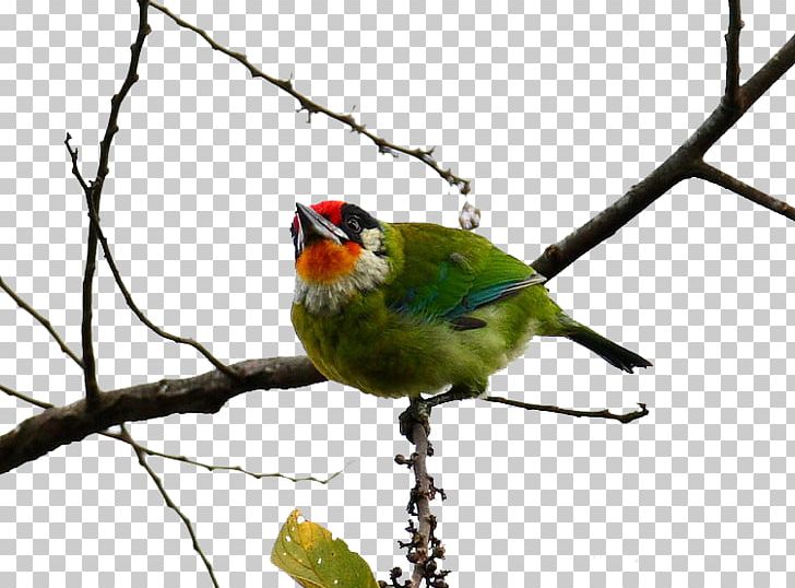 Woodpecker Bird Golden-throated Barbet Megalaima PNG, Clipart, Animals, Beak, Bird, Branch, Branches Free PNG Download