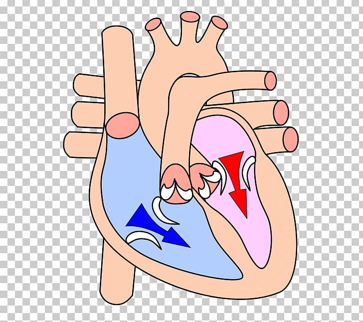 Diastole Ventricle Systole Atrium Cardiac Cycle PNG, Clipart, Arm, Atrium, Blood, Cardiac Cycle, Cardiac Muscle Free PNG Download