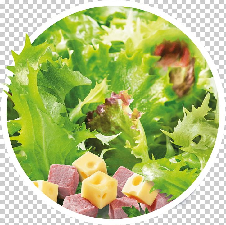 Lettuce Caesar Salad Vegetarian Cuisine Vinaigrette Chicken Salad PNG, Clipart,  Free PNG Download