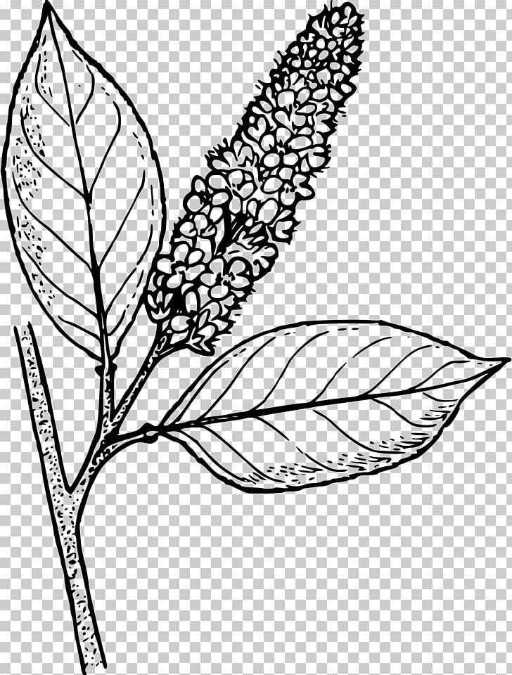 Line Art Drawing PNG, Clipart, Architecture, Area, Artwork, Black And White, Branch Free PNG Download