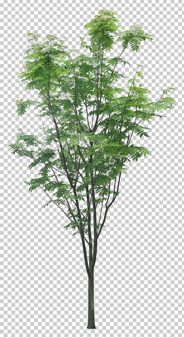Tree Layers Branch PNG, Clipart, Branch, Flowerpot, Grass, Hd Big Picture, Herb Free PNG Download