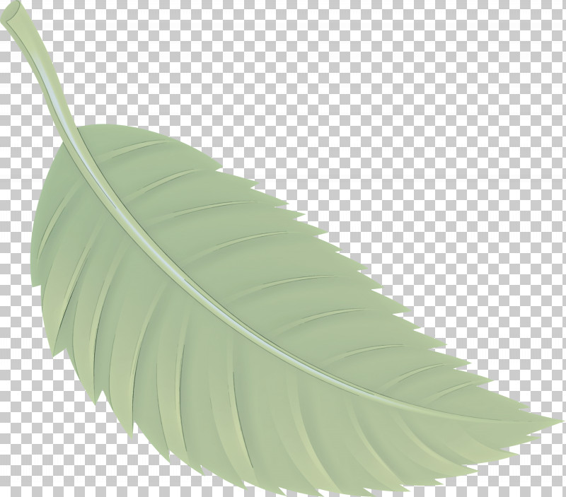 Feather PNG, Clipart, Feather, Flower, Leaf, Plant, Tree Free PNG Download