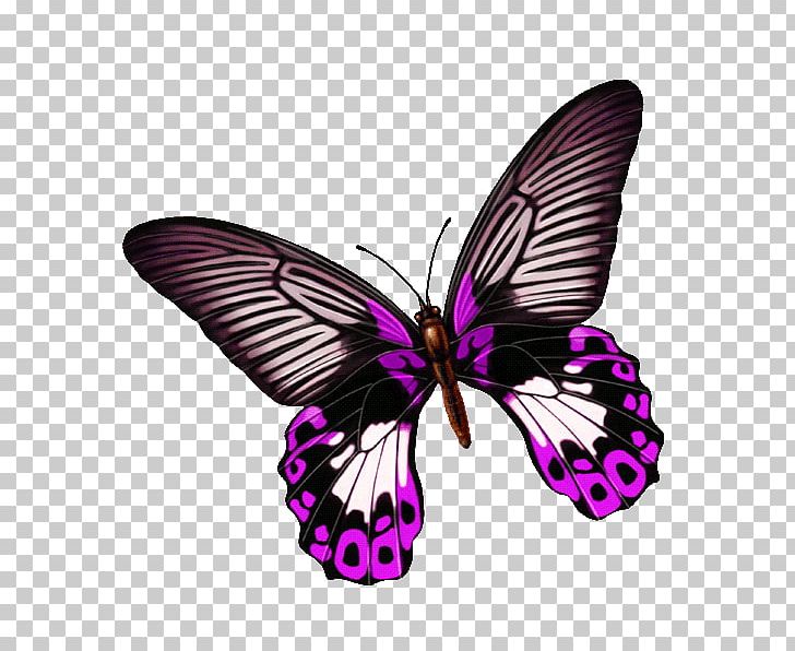 Butterfly Transparency And Translucency PNG, Clipart, Adobe Flash, Arthropod, B 24, Brush Footed Butterfly, Computer Network Free PNG Download