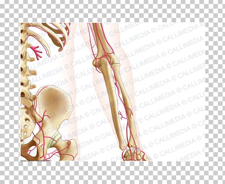 Finger Forearm Bone Anatomy PNG, Clipart, Anatomy, Arm, Blood Vessel, Bone, Coronal Plane Free PNG Download