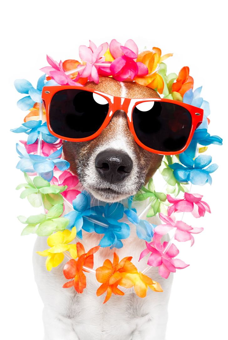Jack Russell Terrier Puppy Stock Photography Lei Sunglasses PNG, Clipart, Animals, Carnivoran, Dog, Dog Breed, Dog Daycare Free PNG Download