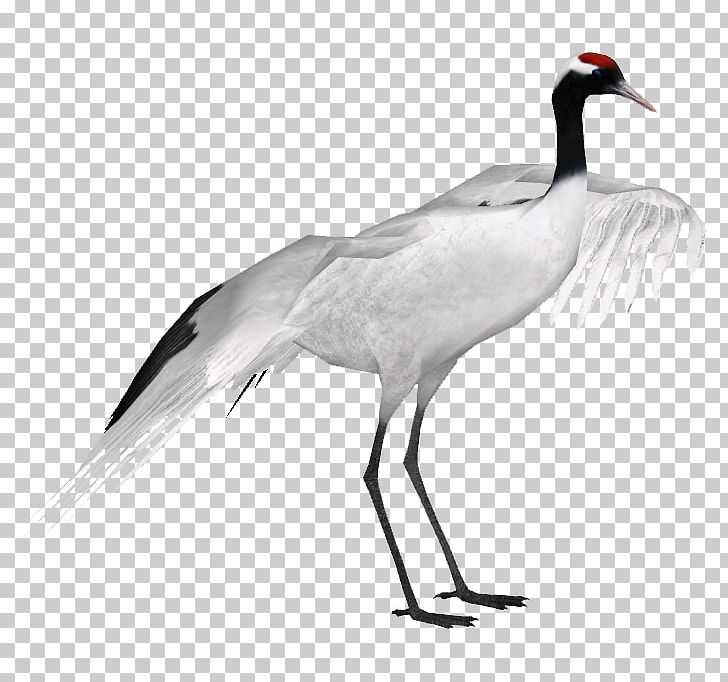 Red-crowned Crane Grey Crowned Crane Black-necked Crane Black Crowned Crane PNG, Clipart, Anatidae, Beak, Bird, Black Crowned Crane, Blacknecked Crane Free PNG Download