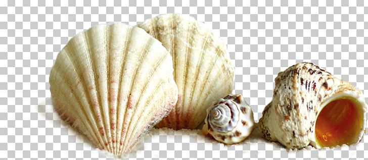 Seashell Conch PNG, Clipart, Clam, Clams Oysters Mussels And Scallops, Cockle, Conch, Conchology Free PNG Download