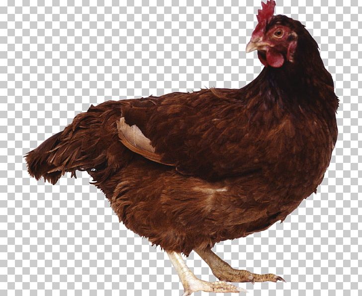 Chicken PNG, Clipart, Animals, Beak, Bird, Chart, Chicken Free PNG Download