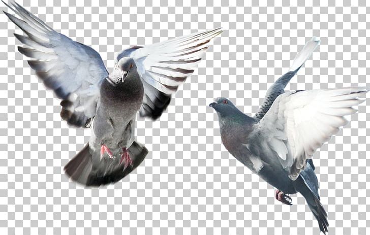 Columbidae Bird English Carrier Pigeon PNG, Clipart, Animals, Beak, Bird, Columbidae, Desktop Wallpaper Free PNG Download