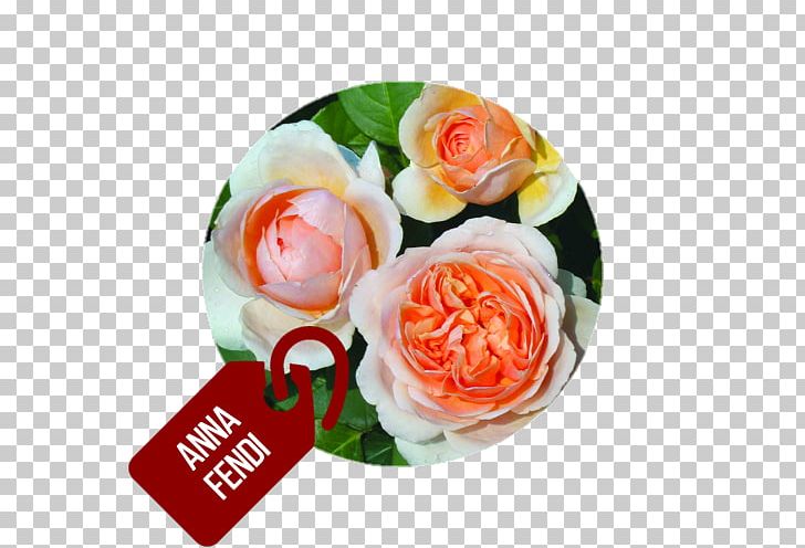 Garden Roses Hybrid Tea Rose Fendi Flower PNG, Clipart, Asian Food, Barni, Cuisine, Cut Flowers, Dish Free PNG Download