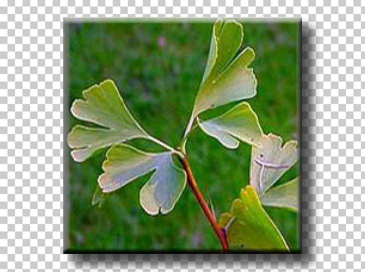 Leaf Broad-leaved Tree Sweetgum Ginkgo Biloba PNG, Clipart, Alder, Broadleaved Tree, Empress Tree, Flora, Flower Free PNG Download