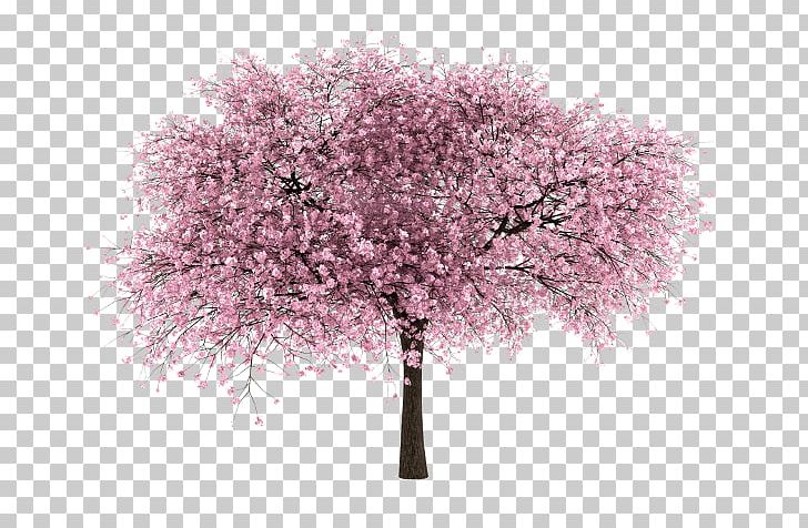Cherry Blossom Tree PNG, Clipart, Blossom, Branch, Cherry, Cherry Blossom, Cherry Tree Free PNG Download