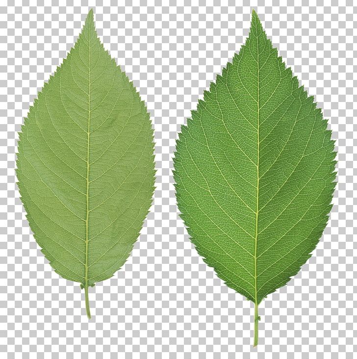 Leaf PNG, Clipart, Book, Computer Icons, Display Resolution, Download, Encapsulated Postscript Free PNG Download