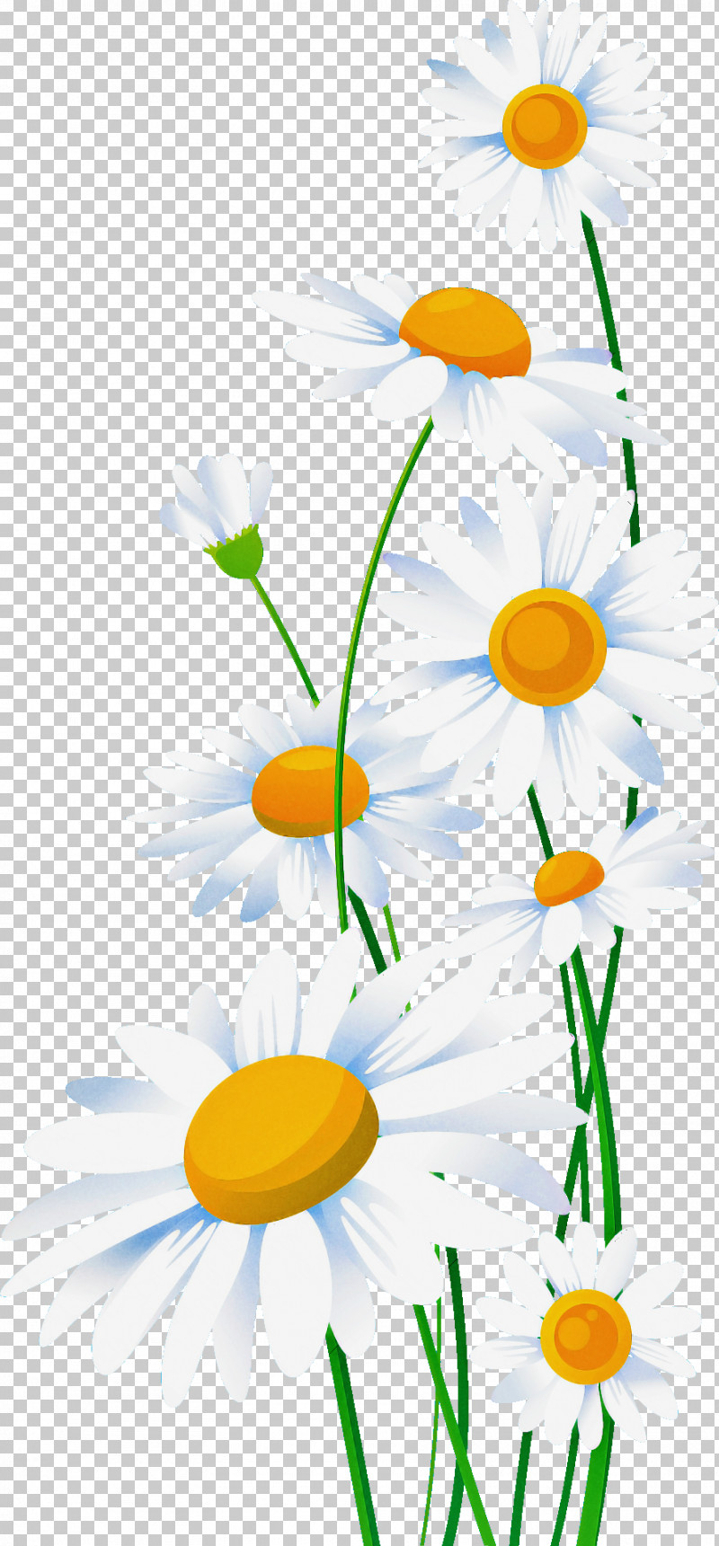 Marguerite Gerbera Daisy PNG, Clipart, Autumn Flower, Daisy, Dou, Flora, Floral Design Free PNG Download