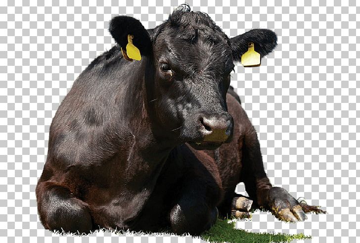 Angus Cattle Red Angus Sussex Cattle Wagyu Aberdeen PNG, Clipart, Aberdeen, Angus Cattle, Beef, Beef Cattle, Bull Free PNG Download