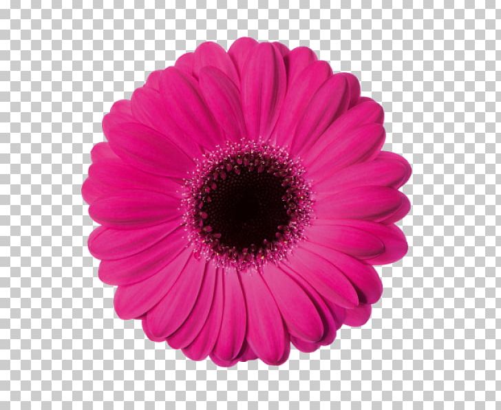 Common Daisy Flower Stock Photography PNG, Clipart, Caprice, Clip Art, Color, Common Daisy, Cut Flowers Free PNG Download