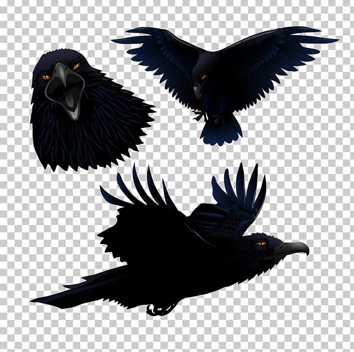 Common Raven Bird PNG, Clipart, Animals, Beak, Bird, Black, Black Crow Free PNG Download
