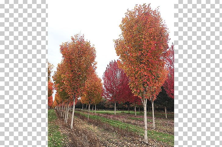 Sugar Maple Evergreen Tree Nursery Birch PNG, Clipart, Autumn, Autumn Leaf Color, Birch, Deciduous, Evergreen Free PNG Download