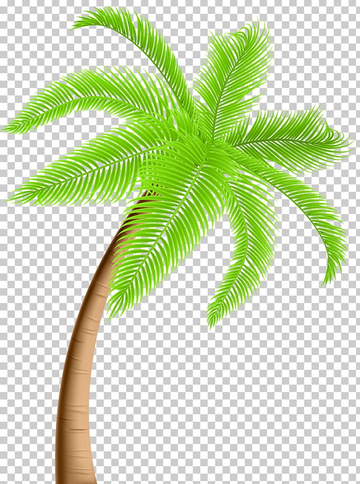 Arecaceae Tree PNG, Clipart, Arecaceae, Arecales, Clip Art, Coconut, Date Palm Free PNG Download