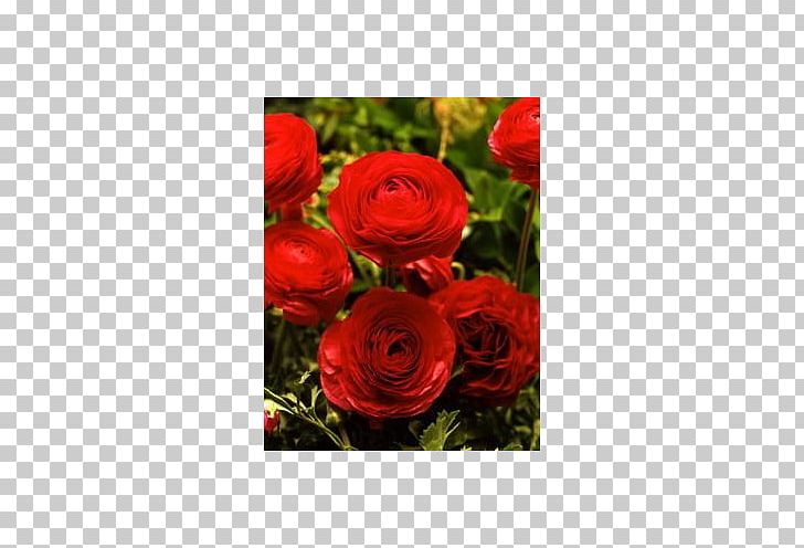 Garden Roses Red Ranunculus Asiaticus Cut Flowers PNG, Clipart, Bulb, Buttercup, Color, Cut Flowers, Floral Design Free PNG Download