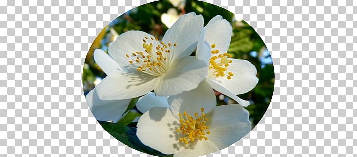 Jasmine Flower Garden Roses Aroma Shrub PNG, Clipart, Aroma, Blossom, Flavor, Flower, Flowering Plant Free PNG Download