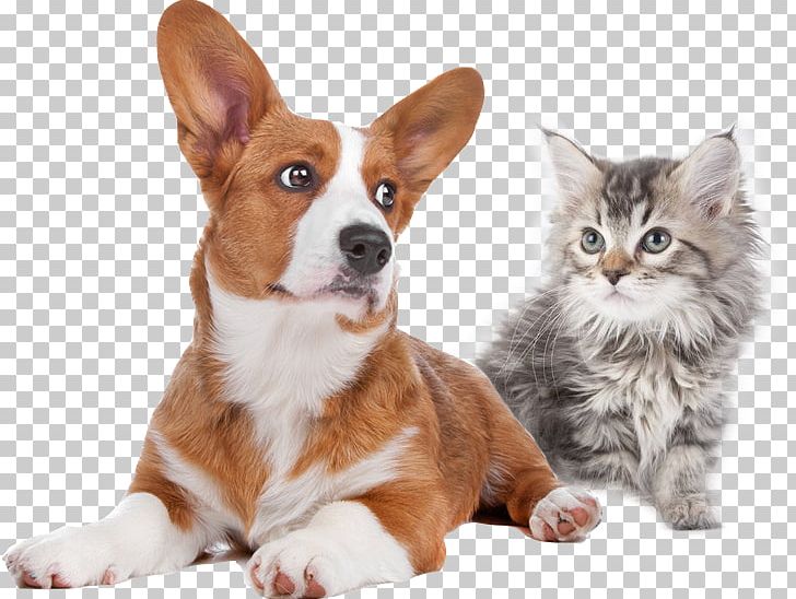 Pet Cat Pembroke Welsh Corgi Veterinarian Puppy PNG, Clipart, Animals, Breeder, Cage, Cardigan Welsh Corgi, Carnivoran Free PNG Download