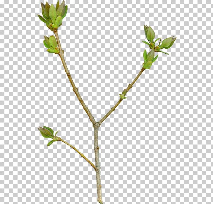 Twig Computer Software PNG, Clipart, Auglis, Blog, Branch, Computer Software, Download Free PNG Download