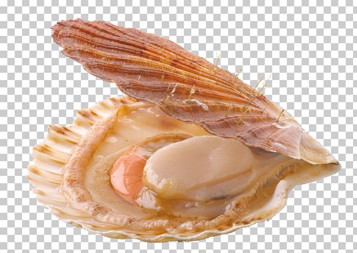 Mussel Oyster Pecten Jacobaeus Great Scallop PNG, Clipart, Animals, Animal Source Foods, Bay Scallop, Bivalvia, Clam Free PNG Download