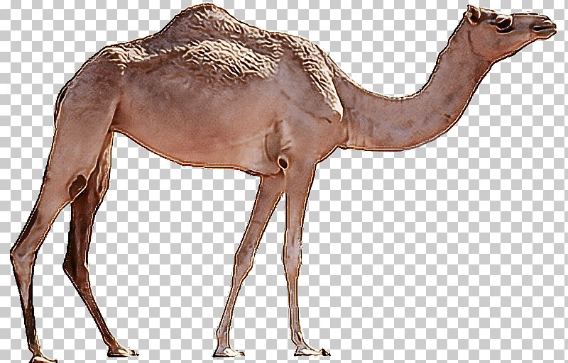 camel cartoon drawing