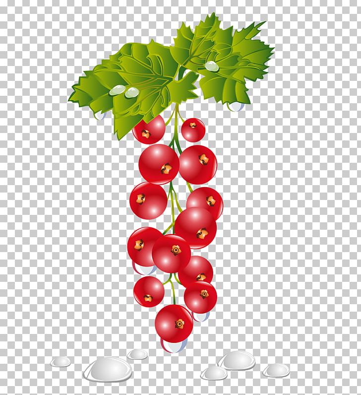Fruit PNG, Clipart, Aquifoliaceae, Aquifoliales, Art, Berry, Branch Free PNG Download