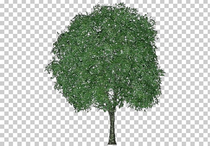 Tilia Cordata Tree Quercus Mongolica Branch Quercus Dentata PNG, Clipart, Bark, Branch, Crown, Deciduous, Grass Free PNG Download