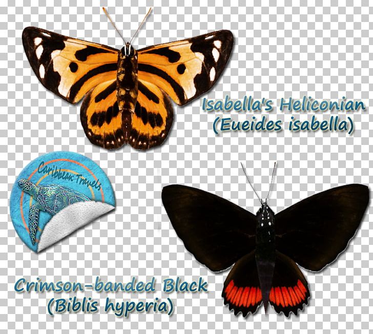 Brush-footed Butterflies Eueides Isabella Moth Gossamer-winged Butterflies Butterfly PNG, Clipart,  Free PNG Download