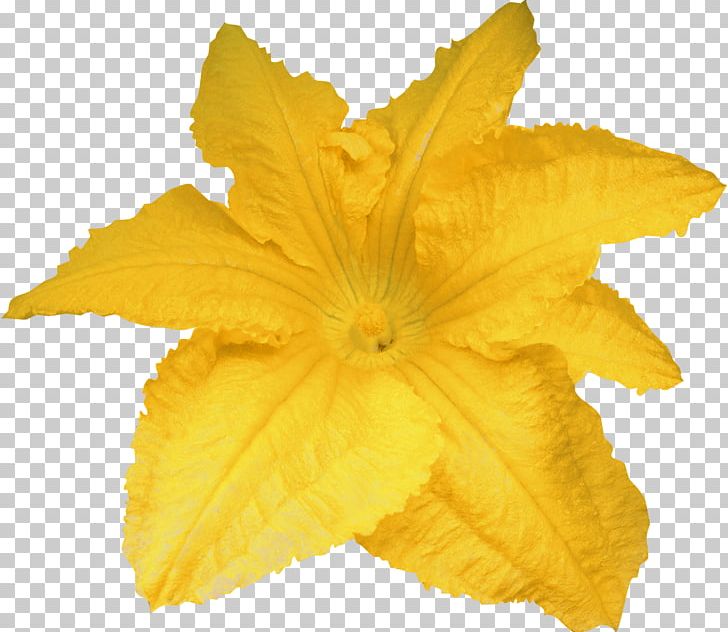 Calabaza Pumpkin Flower Yellow PNG, Clipart, Calabaza, Computer Icons, Designer, Flower, Fruit Free PNG Download