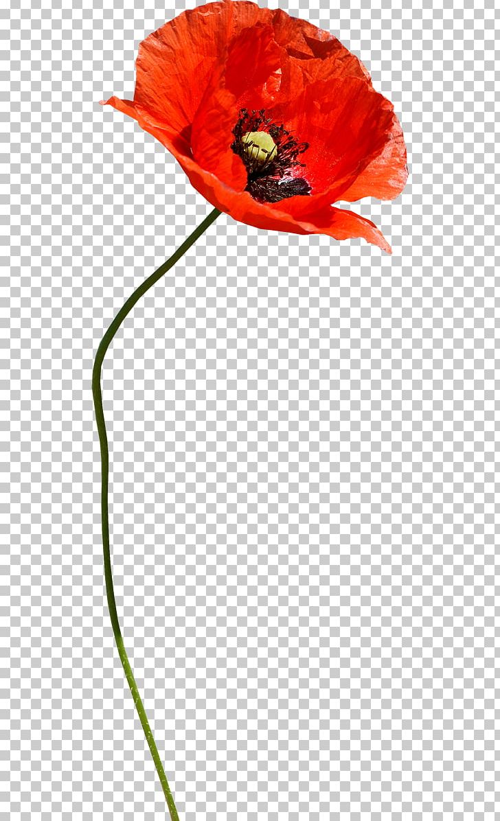 Common Poppy Flower PNG, Clipart, Bud, Cicek, Cicek Resimleri, Common Poppy, Coquelicot Free PNG Download