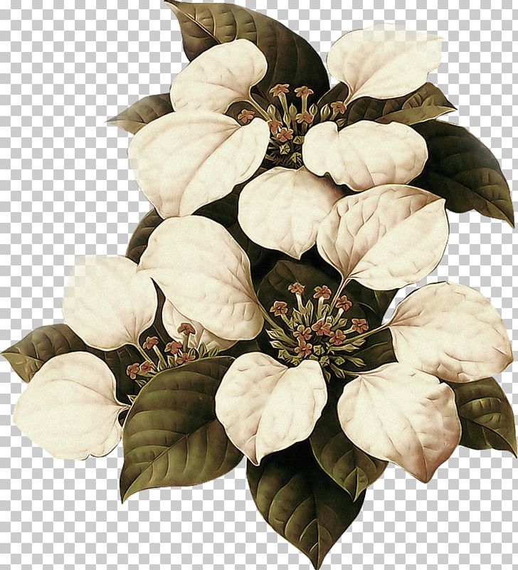 Lilium Flower Raster Graphics PNG, Clipart, Color, Cut Flowers, Designer, Download, Element Free PNG Download