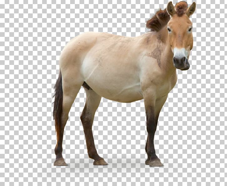 Mustang Foal Przewalski's Horse Stallion Pony PNG, Clipart,  Free PNG Download