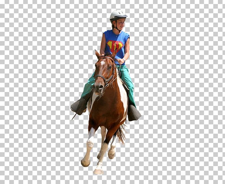 Mustang Western Pleasure Rein Stallion Mare PNG, Clipart, Bridle, Cowboy, Equestrian, Equestrian Sport, Halter Free PNG Download