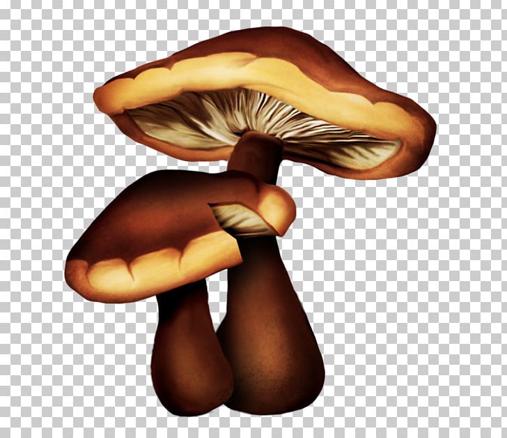 Edible Mushroom Drawing Oyster Mushroom PNG, Clipart, Cartoon, Common Mushroom, Drawing, Edible, Edible Mushroom Free PNG Download