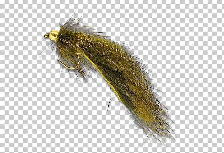 Invertebrate Leech The Fly Shop PNG, Clipart, Fly, Fly Shop, Invertebrate, Leech, Pine Squirrel Free PNG Download