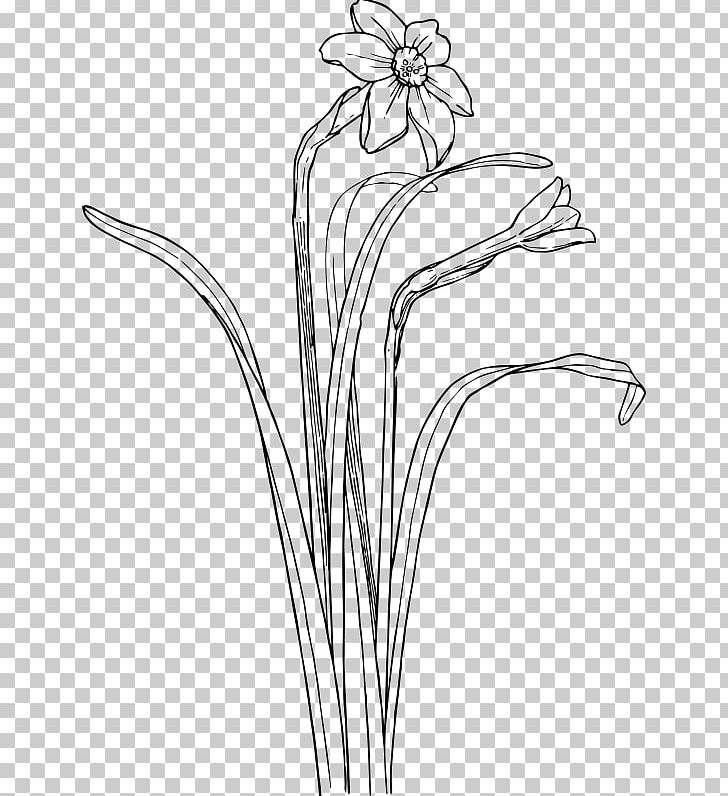 Narcissus Black And White Drawing PNG, Clipart, Artwork, Black And White, Branch, Bush, Can Stock Photo Free PNG Download