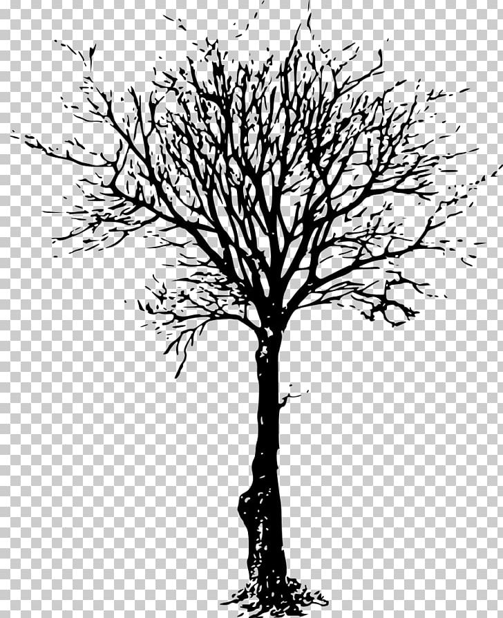Tree Drawing PNG, Clipart, Black And White, Branch, Drawing, Flowering Plant, Forest Free PNG Download