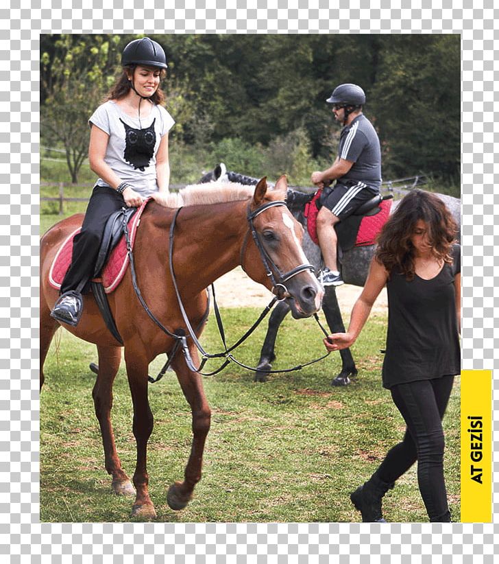 Eventing Horse Hunt Seat Equestrian Hotel PNG, Clipart, Animals, Animal Sports, Animal Training, Bridle, Equestrian Free PNG Download