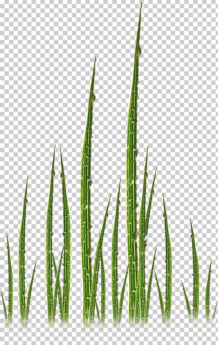 Grasses Commodity Plant Stem Family PNG, Clipart, Commodity, Family, Grass, Grasses, Grass Family Free PNG Download