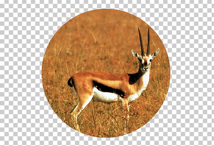 Horse Bird Duck Impala Antelope PNG, Clipart, Animal, Animals, Antelope, Antler, Bird Free PNG Download